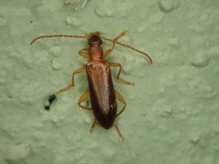 Statira