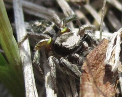 Habronattus cuspidatus
