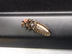 Podabrus brevicollis