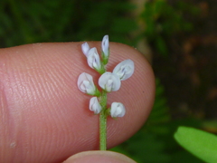 Vicia hirsuta