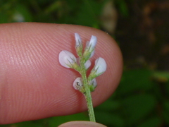 Vicia hirsuta