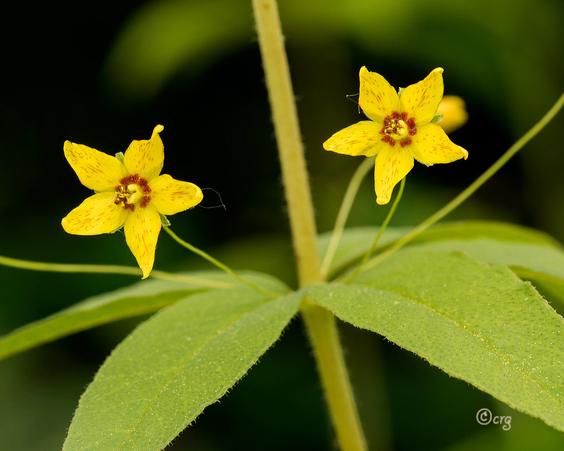 Lysimachia quadrifolia