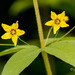 Lysimachia quadrifolia - Photo (c) crgillette, algunos derechos reservados (CC BY-NC), uploaded by crgillette