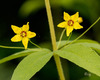 Whorled Loosestrife - Photo (c) crgillette, some rights reserved (CC BY-NC), uploaded by crgillette