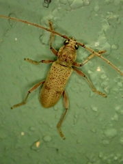 Brothylus gemmulatus