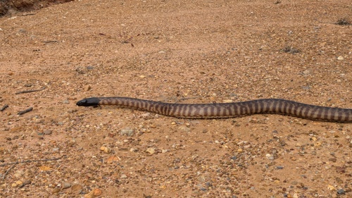 Black-headed Python sighting