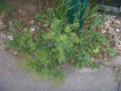 Lepidium draba