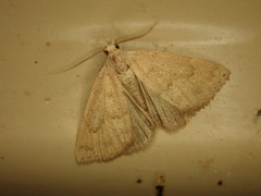 Chytolita morbidalis