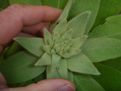 Verbascum