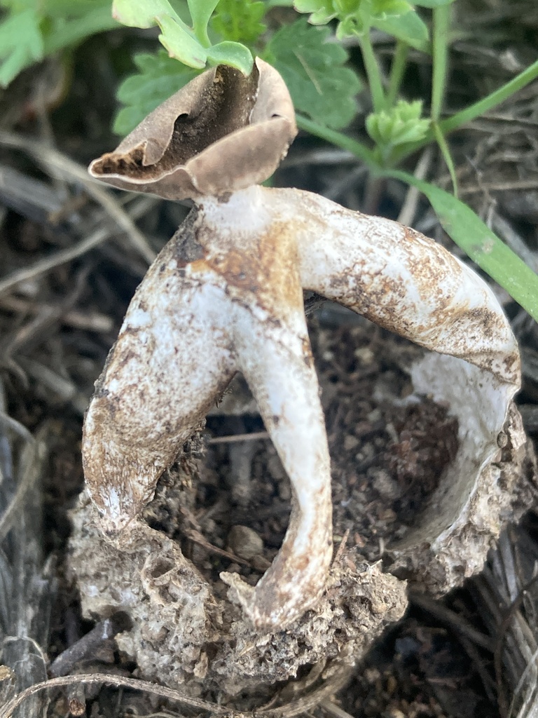 Geastrum fornicatum · June 2024 · photo: © ninabambu (iNaturalist, cc-by)