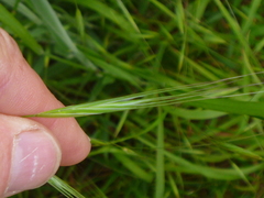 Bromus sterilis