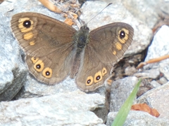 Lasiommata petropolitana