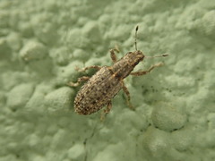 Sitona californius