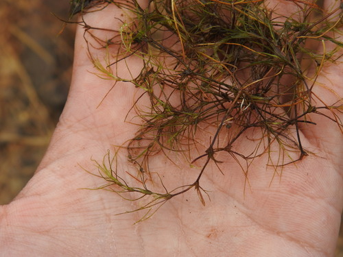 Najas gracillima iNat (2)