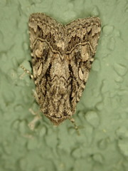 Ulolonche orbiculata