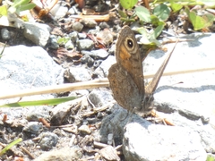 Lasiommata petropolitana