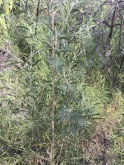Acacia melanoxylon