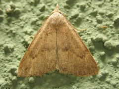 Chytolita morbidalis