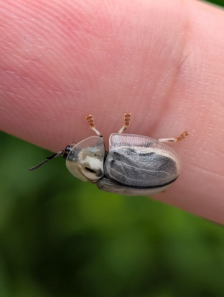 Horsemint Tortoise Beetle