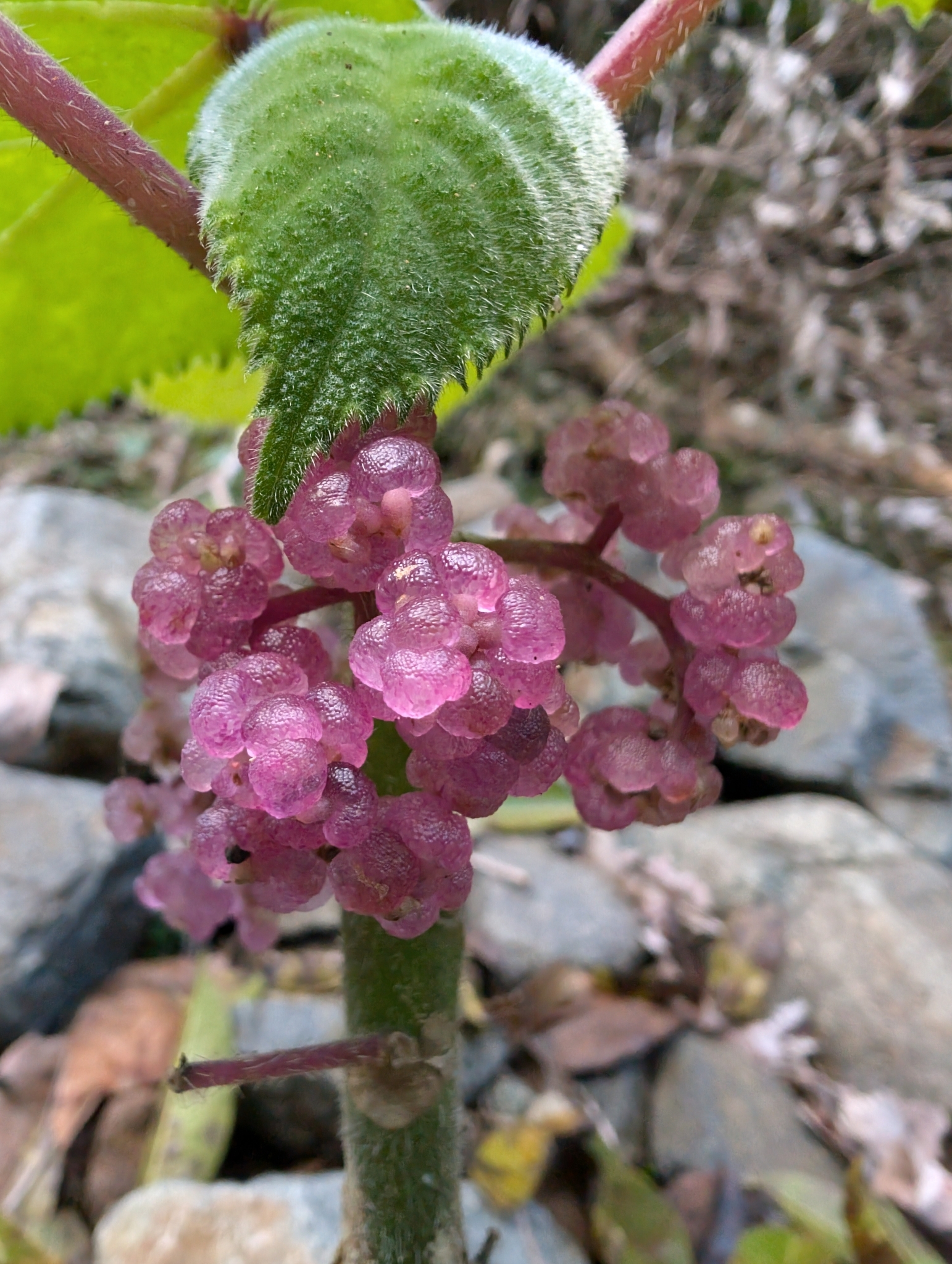 Australische Brennnessel (Dendrocnide moroides): Herkunft und Verwendung — foto 1