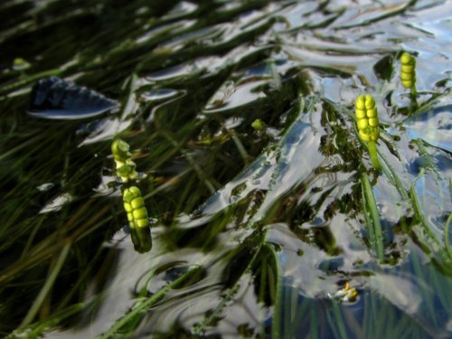 Ruppia maritima