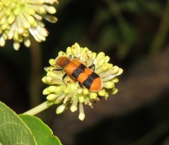 Trichodes bibalteatus