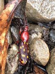Baryrhynchus poweri