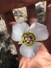 Calochortus ambiguus