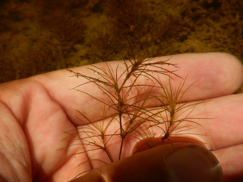 Image of Najas gracillima by (c) Duarte Frade, some rights reserved (CC BY)