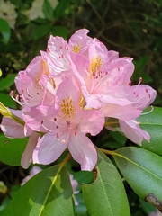Rhododendron catawbiense