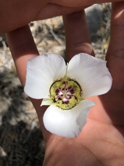 Calochortus ambiguus