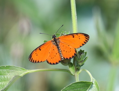 Acraea zitja