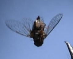Van Duzee's Cicada photo 4