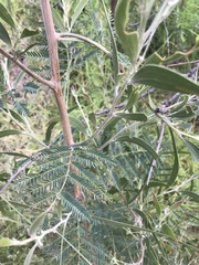 Acacia melanoxylon