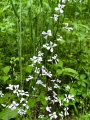 Iodanthus pinnatifidus