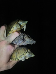 Sternotherus peltifer