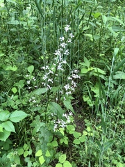 Iodanthus pinnatifidus