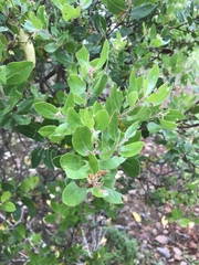 Arctostaphylos crustacea