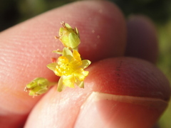 Hypericum anagalloides