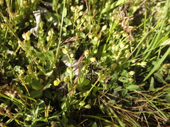 Hypericum anagalloides