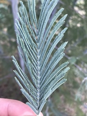 Acacia dealbata