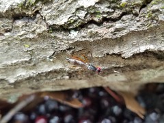 Rainieria antennaepes