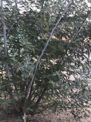Acacia dealbata