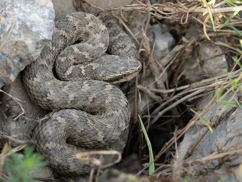 Caucasian pitviper
