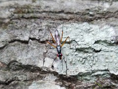 Rainieria antennaepes