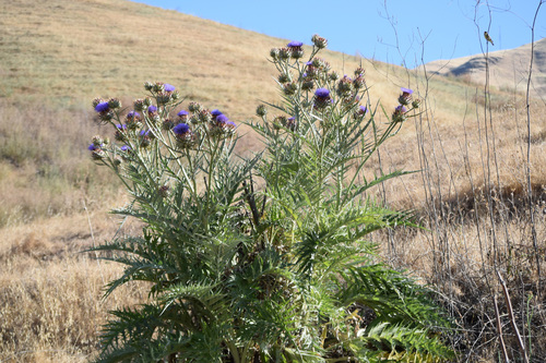 Cynara cardunculus