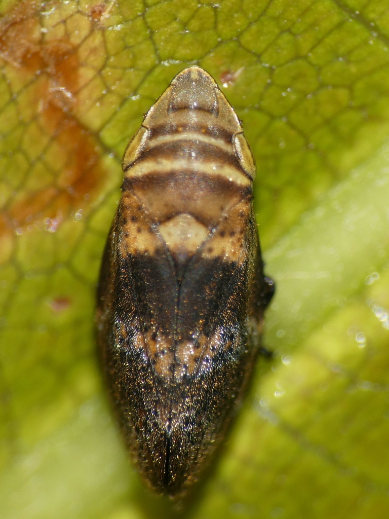 Interocrea regalis
