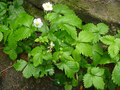 Fragaria vesca