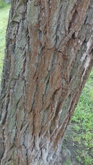 Apatococcus lobatus