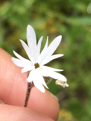 Lithophragma